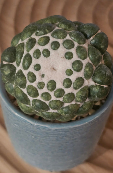 Coryphantha elephantidens spineless grafted cactus with smooth tubercles and pink flowers