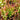 Drosera intermedia – Spoonleaf Sundew, Cold Hardy Live Carnivorous Bog Plant (Bare Root)
