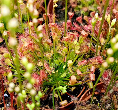 Drosera Intermedia – Spoonleaf Sundew