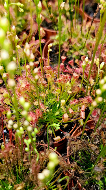 Drosera Intermedia – Spoonleaf Sundew