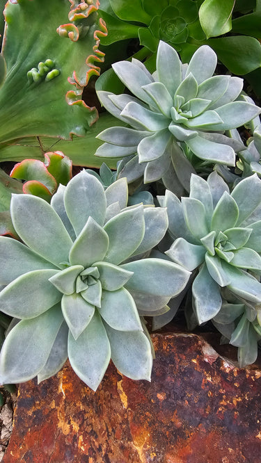 3 Graptopetalum paraguayense ‘Ghost Plant’ Cuttings – Ethereal Rosette Succulent 👻🌿