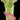 Sarracenia leucophylla tall white and red-veined pitcher plant native to southeastern U.S.