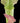 Close-up of a pitcher plant with a green leaf and pink interior on a black background