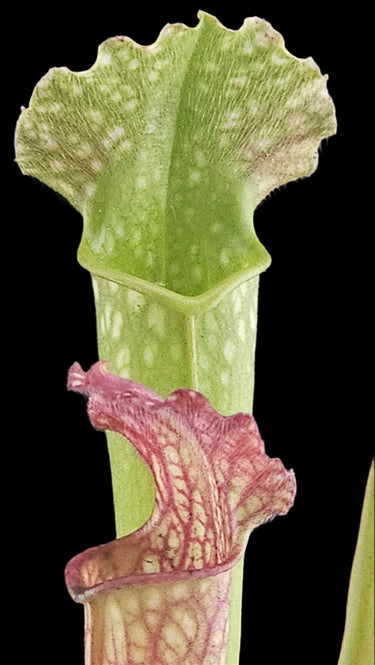 Close-up of a pitcher plant with a green leaf and pink interior on a black background