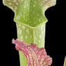 Close-up of a pitcher plant with a green leaf and pink interior on a black background