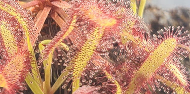 Sundew plant with drooping red leaves on a dark background