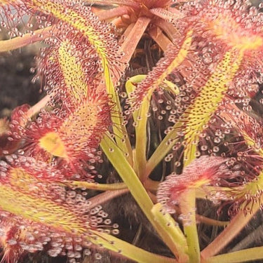Close-up of a sundew plant with drooping red leaves on a dark background