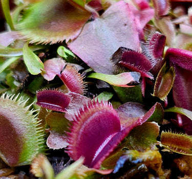 Venus Flytrap 'Red Piranha' – Fierce, Fanged, and Ready to Bite 🦷🪰