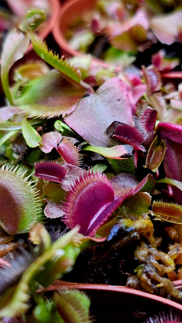 Venus Flytrap 'Red Piranha' – Fierce, Fanged, and Ready to Bite 🦷🪰
