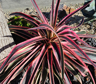 Mangave ‘Snow Leopard’ succulent with spotted silver and burgundy-purple leaves in a sculptural rosette pattern