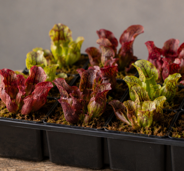 A black plastic multi-compartment seedling tray containing young red and green carnivorous pitcher plant sprouts, set on a rustic wooden surface against a neutral gray background.