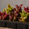 A black plastic multi-compartment seedling tray containing young red and green carnivorous pitcher plant sprouts, set on a rustic wooden surface against a neutral gray background.