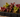 A black plastic multi-compartment seedling tray containing young red and green carnivorous pitcher plant sprouts, set on a rustic wooden surface against a neutral gray background.