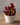 A small pitcher plant with deep burgundy and green leaves, potted in a small white ceramic pot on a rustic wooden surface against a neutral gray background.